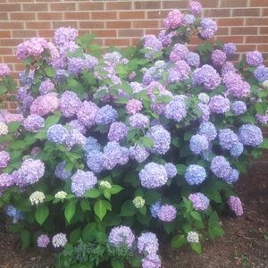 Meet your Posher, Dyana